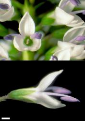 Veronica pubescens subsp. sejuncta. Flowers. Te Hauturu-o-Toi / Little Barrier I. Scale = 1 mm.
 Image: W.M. Malcolm © Te Papa CC-BY-NC 3.0 NZ